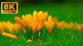 The World Most Beautiful Flowers Collection 8K | Click Beautiful World
