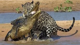 jaguar vs crocodile fight to death