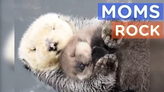 Best Animal Moms Ever | Motherly Animals Compilation | The Dodo Best Of