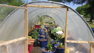 What's GROWING In The CATTLE PANEL GREENHOUSE