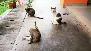 3 big cats 🐈🐈🐈