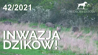 SUDECKA OSTOJA 42/2021. Polowanie na dziki. Hunting Wild boars in Poland.