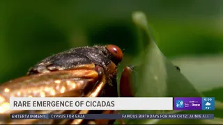 Rare double brood of cicadas expected to emerge this summer in Texas