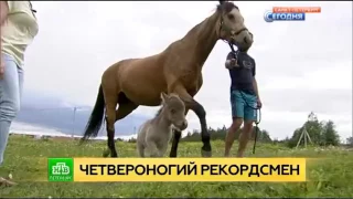 Самый маленький жеребенок в мире обживает ферму в Ленобласти