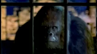 Wella - Gorilla (1997, Germany)