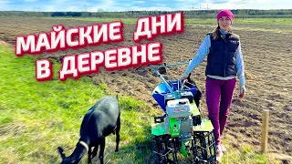 Сажаем картошку. Птичий рай. Спасение и лечение индюшат | Молодая Ферма