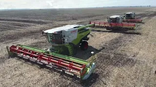 Żniwa 2023 Rzepak Rumunia 5x CLAAS LEXION