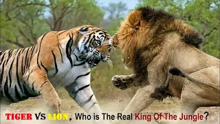 Tiger or Lion Who is The Real King Of The Jungle