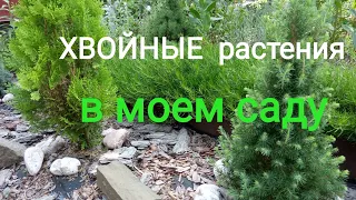 Какие ХВОЙНЫЕ растения можно посадить на НЕБОЛЬШОМ участке ?