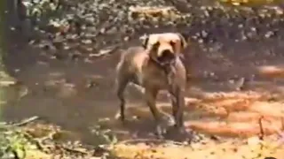wildside kennel 1993 gamedog apbt