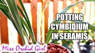 Potting Cymbidium Orchid in Seramis