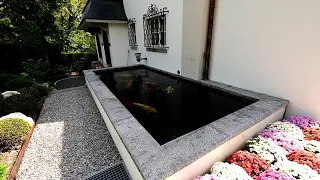 Modern Koi Blog #4103 - Ein 10.000 Liter Kleinteich mit gigantischem Koiwachstum