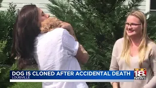 Kentucky Woman Clones Dog After It Was Suddenly Killed