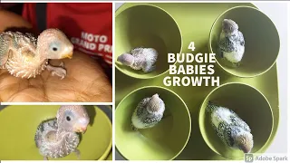 FOUR BUDGIE BABY GROWTH 2 WEEKS  | CHICKS GROWTH STAGES FROM EGG TO CHICK | 4 BABY BUDGIES GROWTH .