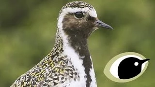 BTO Bird ID - Grey & Golden Plovers