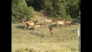 Elk Bull in Rut