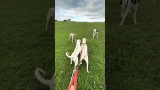 Sheep guarding dogs wanted to attack my two Dogo Argentino.