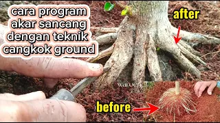 Cara program akar bonsai sancang teknik cangkok ground #shorts #ordernow #bonsaimania #bonsai