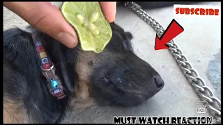 Lemon prank on dog || Prank on sleeping dog || Latest dog pranks 2021|| Only for fun|| provide food