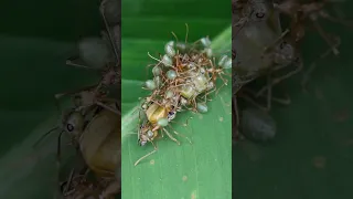 Can I Find The Weaver Ant Queen?