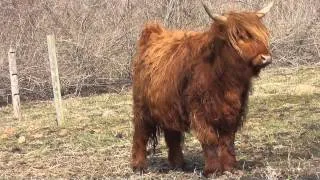 Highland cowsШотландская высокогорная корова