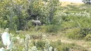 Grizzly Bear in Glacier National Park