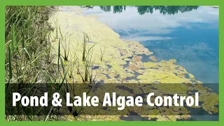 How to Get Rid of Algae in a Pond - Pond & Lake Algae Control