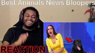 BEST ANIMAL NEWS BLOOPERS REACTION