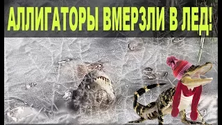 Аллигаторы вмерзли в лед в Северной Каролине (На русском)! Почему они живы?
