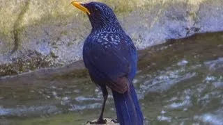 🦜 Birdwatching Thailand - Chiang Mai 🦅