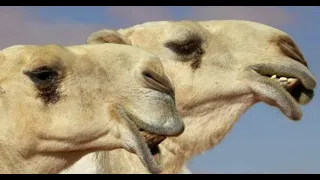 Camellos, Camellos Curiosidades, Camellos Documentales Interesantes