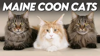 The Ultimate Guide to Maine Coon Cats: Everything You Need to Know