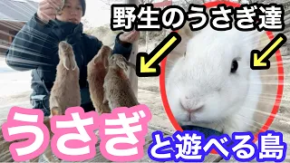 【広島 観光】700羽の野生ウサギが住む島、大久野島に行ってきた🐰