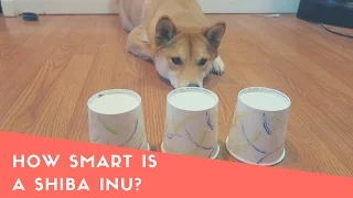 How Smart is a Shiba Inu Dog? Intelligence test!