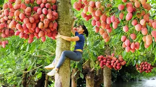 Harvesting Lychee Fruit & Chicken Eggs Fruit Go To Market Sell | Phuong Daily Harvesting