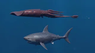 Giants Squid kraken vs Megalodon #megalodon