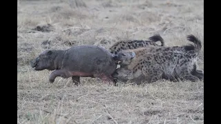 Baby Hippo in Trouble