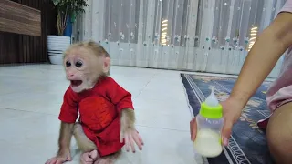Suddenly, Baby Monkey Kiti got angry when his mother replaced him with a new milk bottle