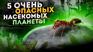 5 очень опасных насекомых планеты