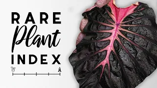 This Plant Costs $50,000! | Rare Plant Index #14 | Colocasia | Uncommon to Extremely Rare Plants!