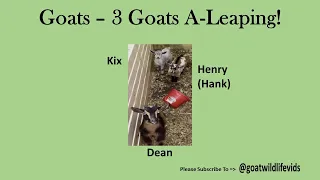 Goats – 3 Goats A Leaping!