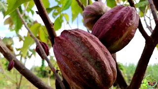 MGP Cacao Farm 2020