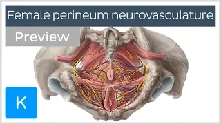 Nerves, arteries and veins of the female perineum (preview) - Human Anatomy | Kenhub