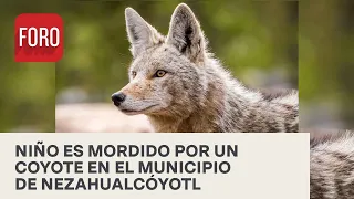 Coyote muerde a niño en zoológico de Nezahualcóyotl - Las Noticias