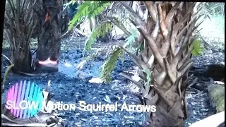 Slow Motion Squirrel Arrows plus Bonus Raccoon shot!