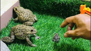 Two brothers frog 🐸 protect cute rain frog funny frog