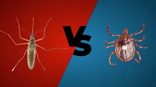 Bug Battles- Episode 2: Lone Star Tick vs. Mosquito