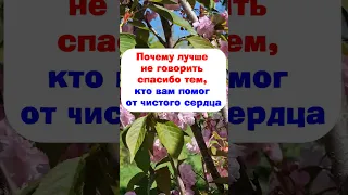 Почему лучше не говорить спасибо тем, кто вам помог от чистого сердца