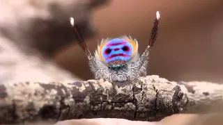 Peacock Spider Dances to YMCA