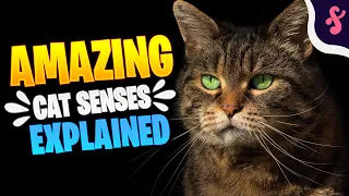 🧠Top 10 Amazing Cat Senses Explained | Furry Feline Facts